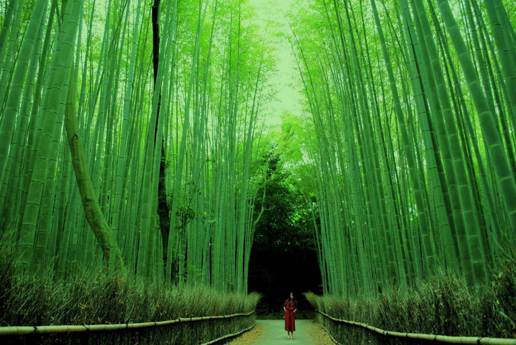 Kyoto III. Del oro de Kinkaku-ji al bambú de Arashiyama
