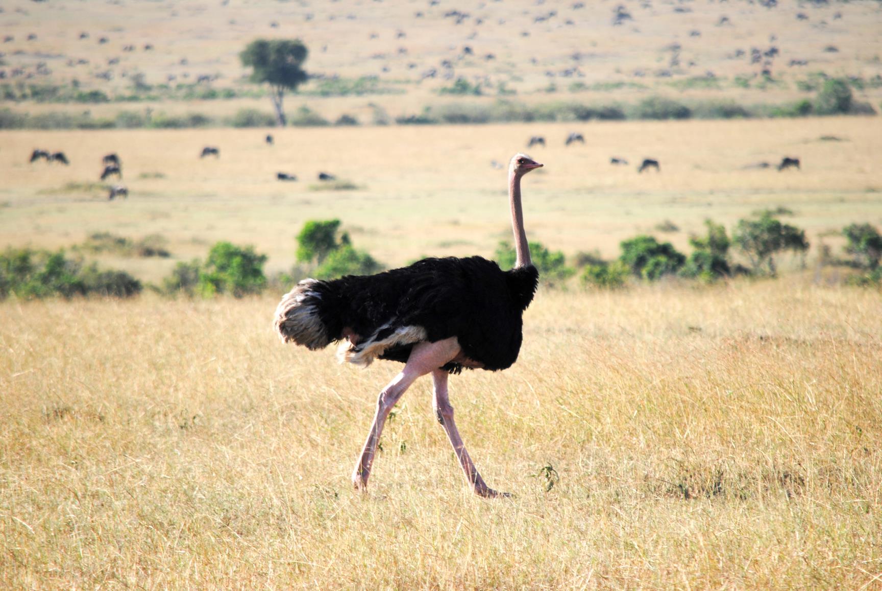 avestruz-masai-mara