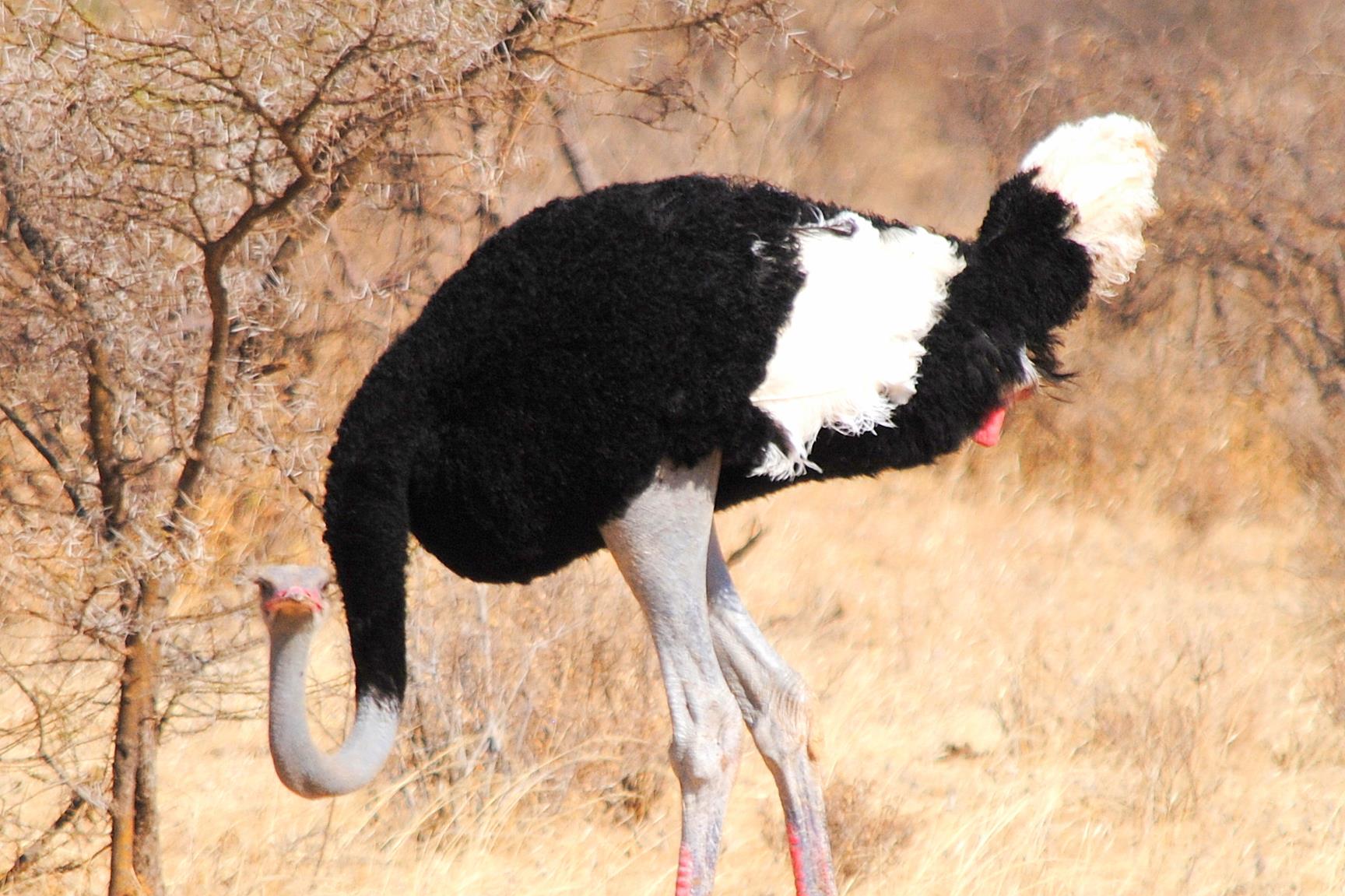 avestruz-samburu-kenya-1