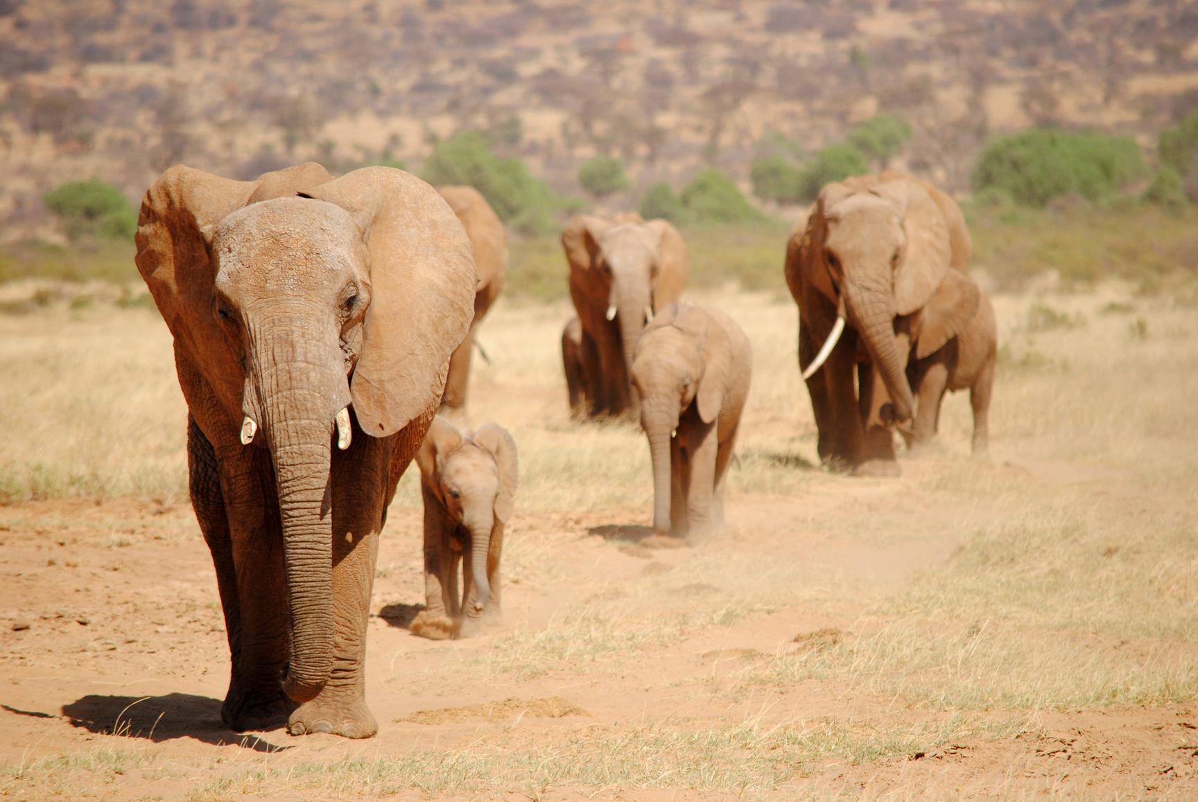 elefante-samburu-kenya-1