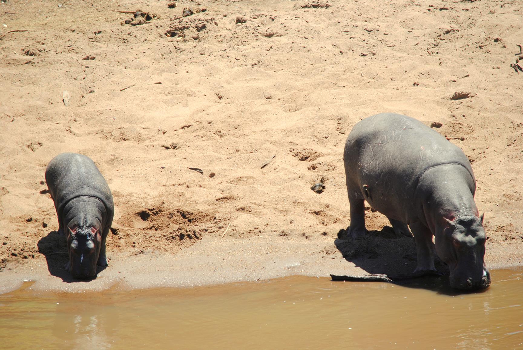 hipopotamos-masai-mara