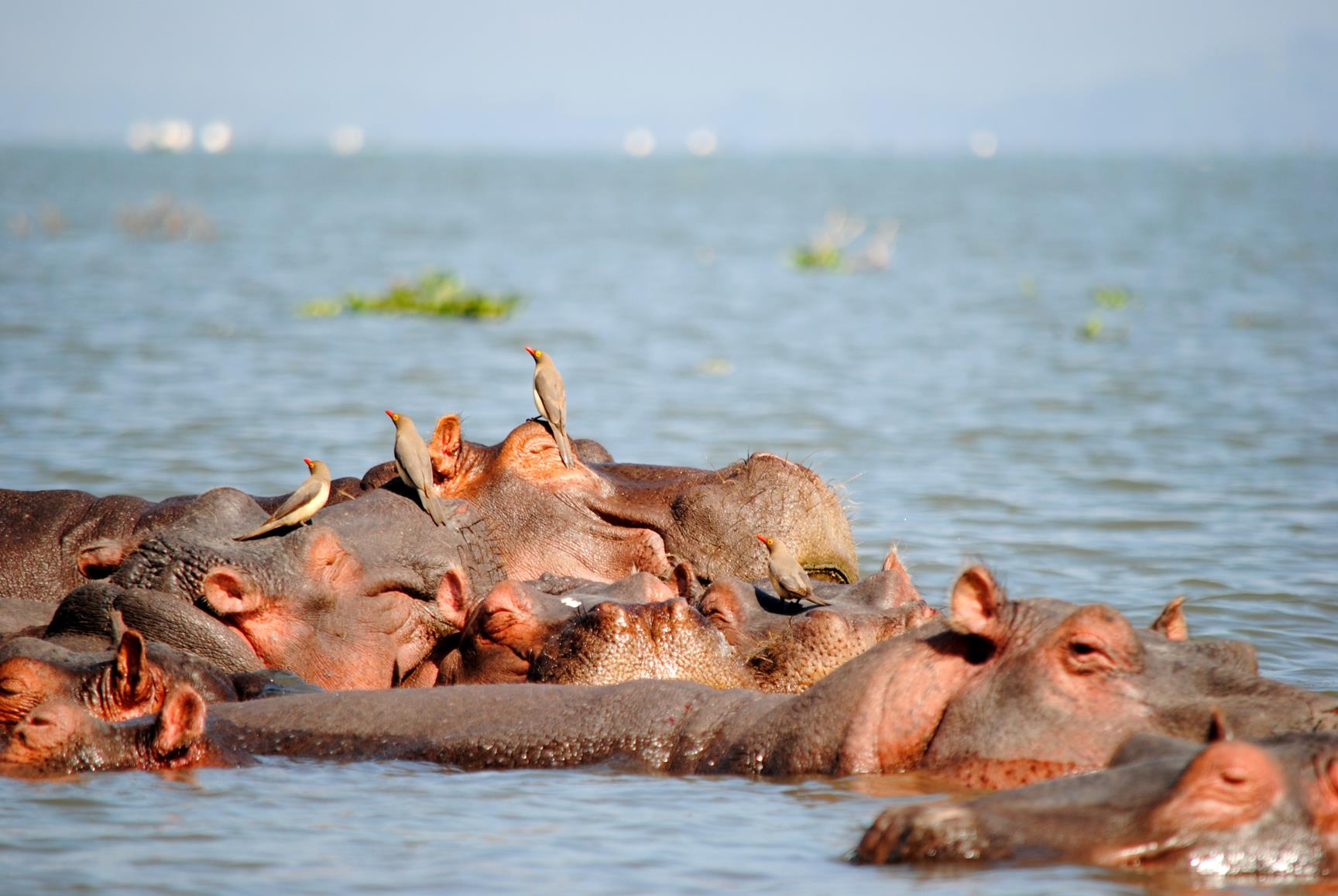 lago-naivasha-hipopotamo