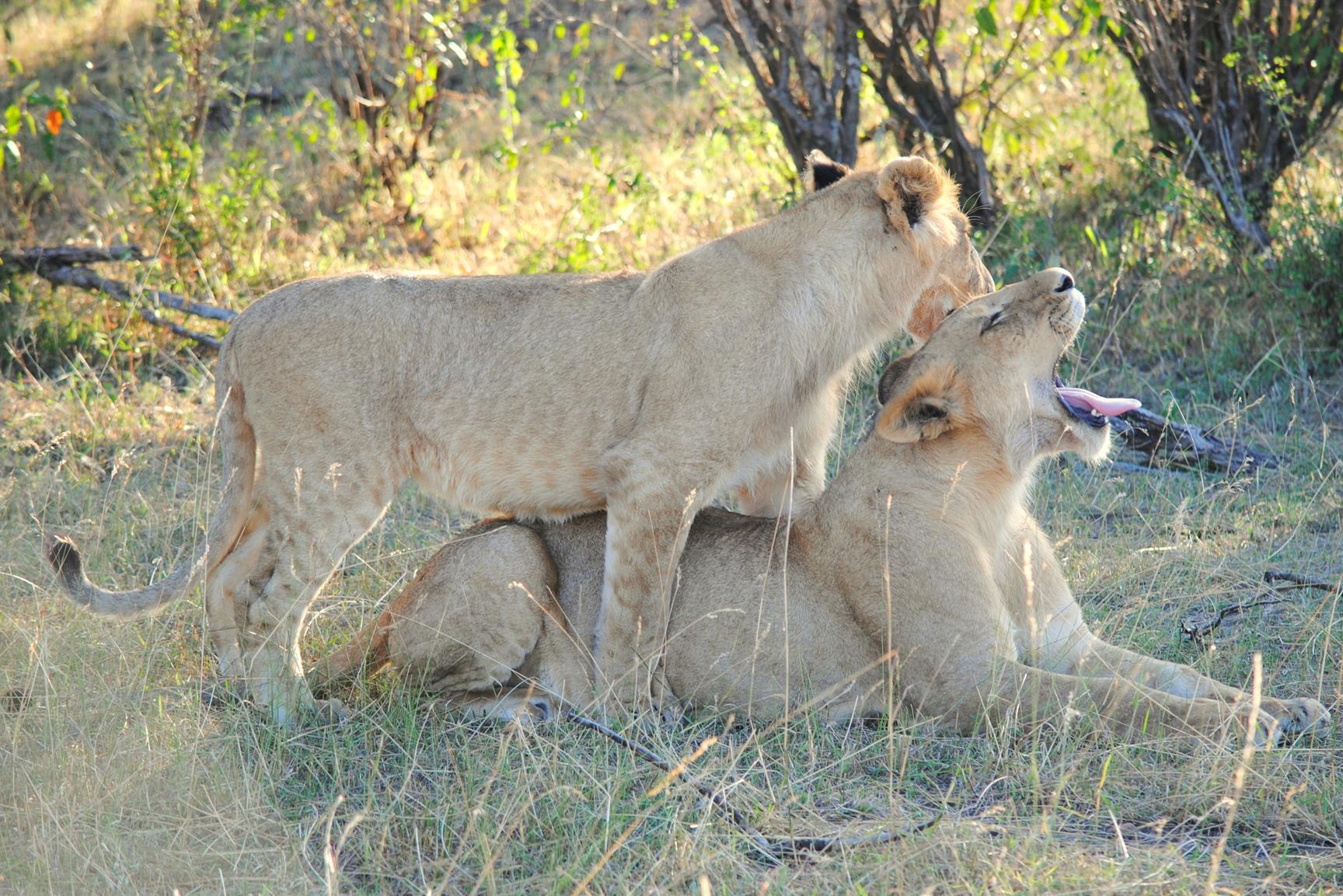leones-masai-mara