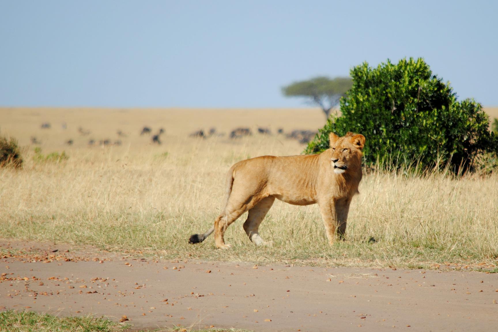 pareja-leones-masai-mara