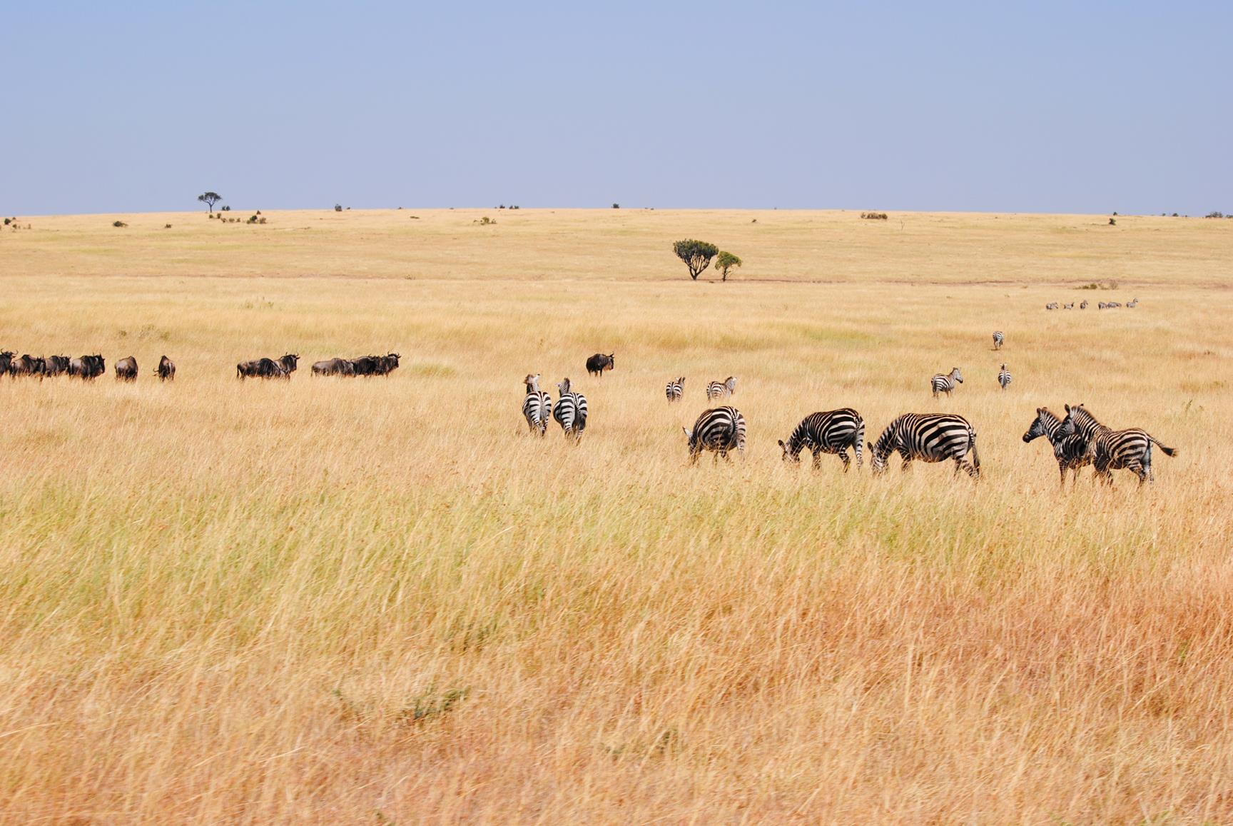 reserva-nacianal-masai-mara