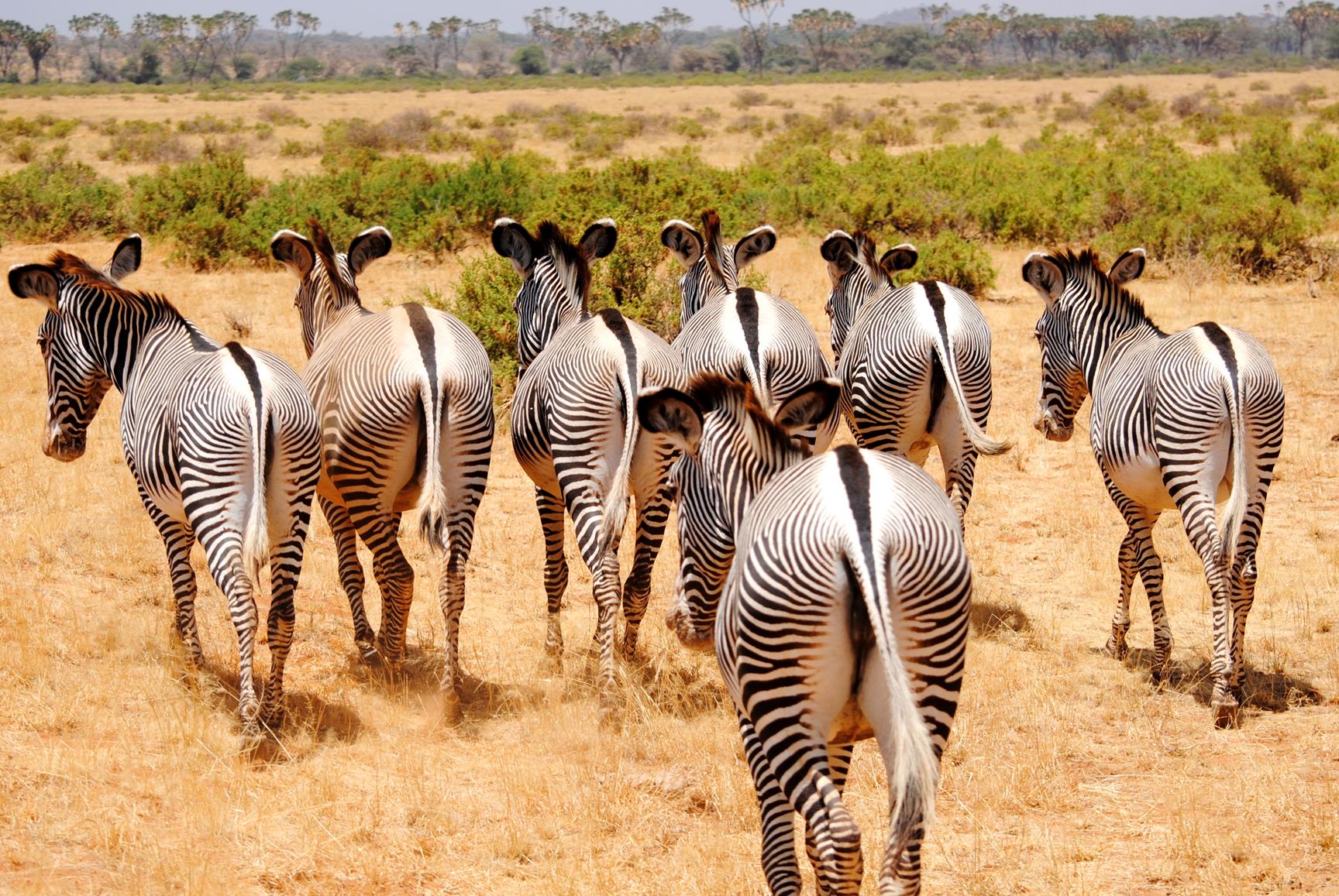 zebra-samburu-kenya