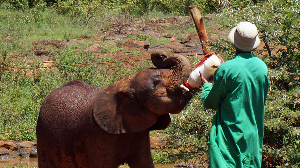 orfanato_elefantes_kenya