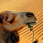 Marruecos III. Excursión al desierto, ¿sí o no?