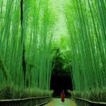Kyoto III. Del oro de Kinkaku-ji al bambú de Arashiyama