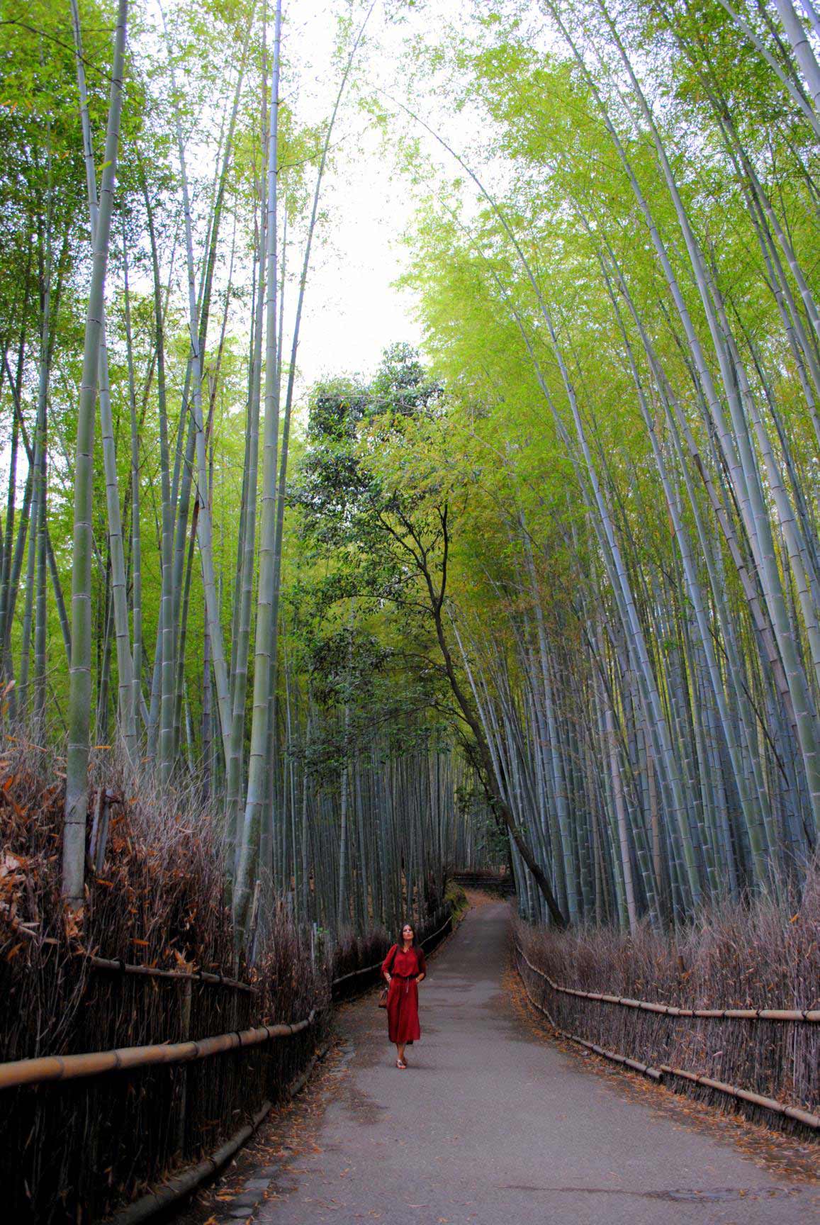 bosque-bambues-arashiyama-5
