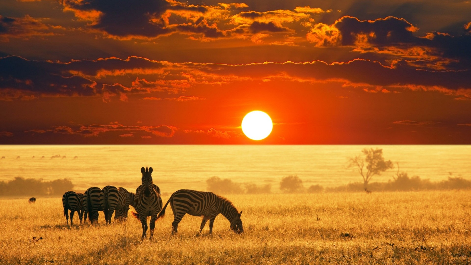 safari-serengeti
