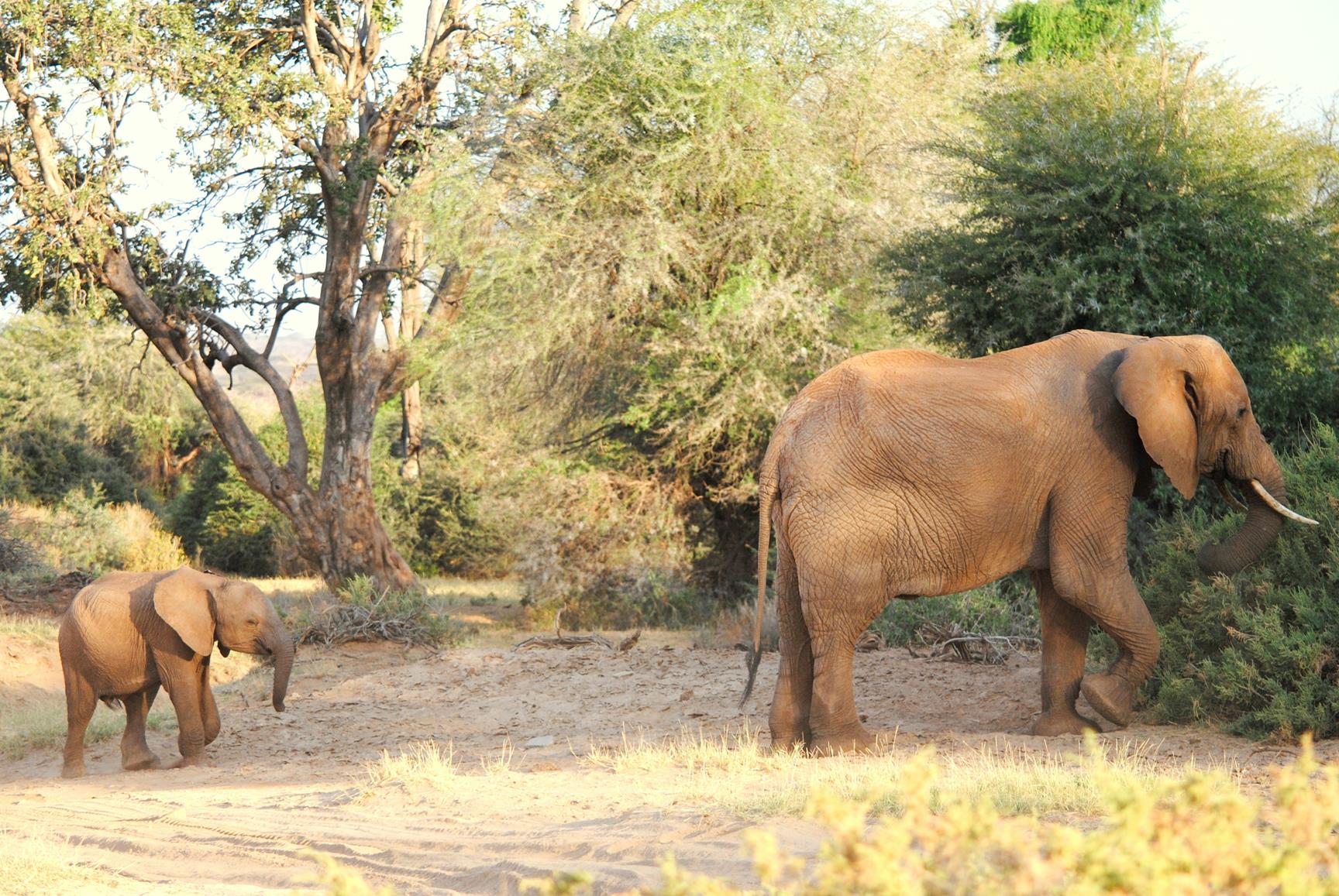 reserva-samburu-guia