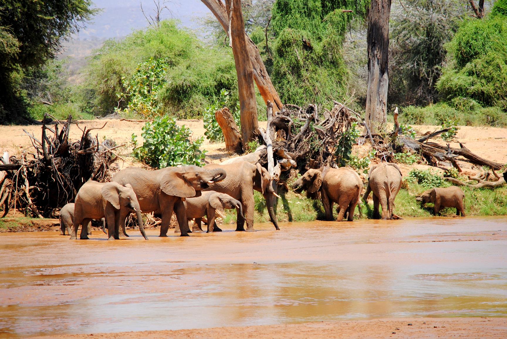elefante-samburu-kenya