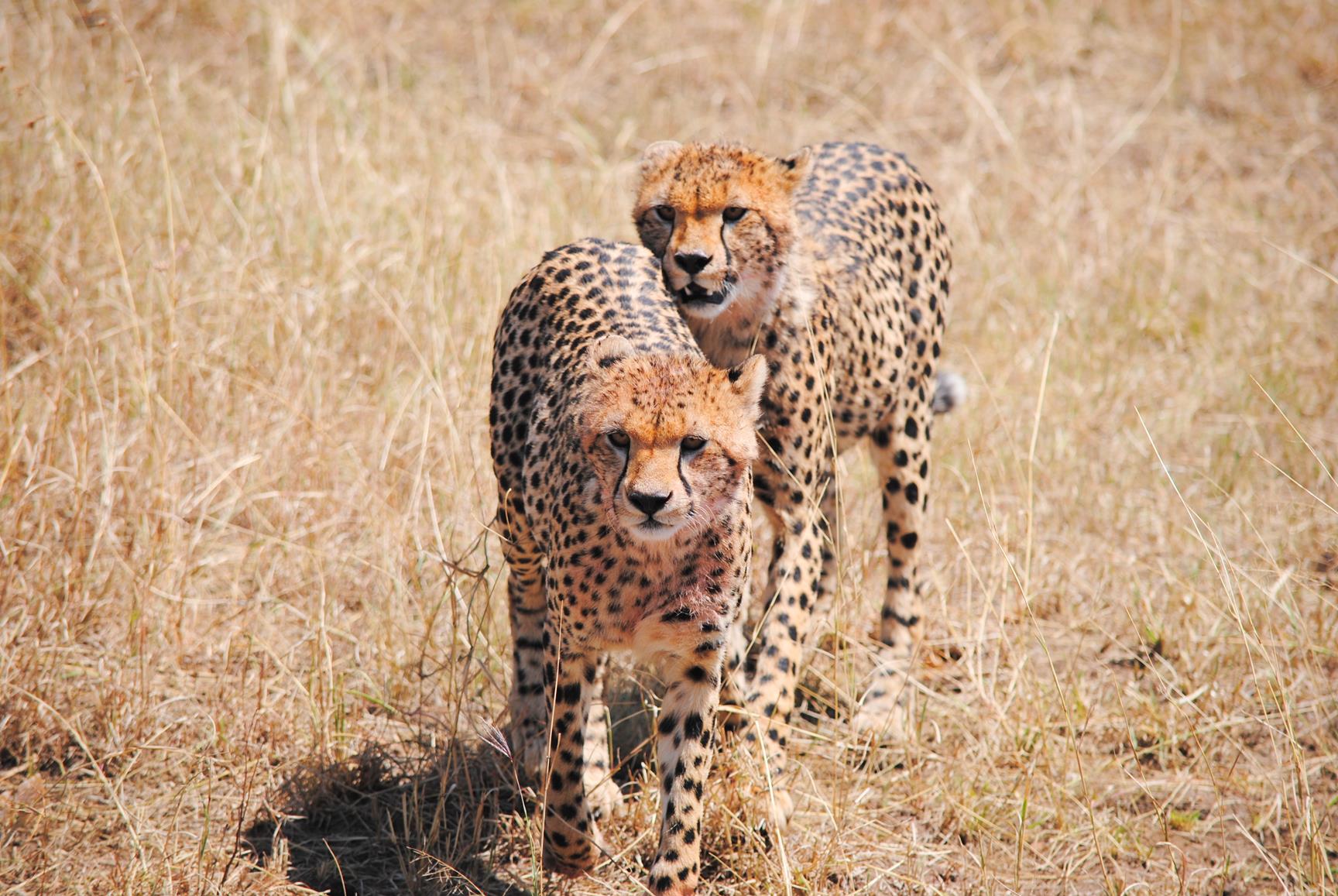 guepardo-masai-mara