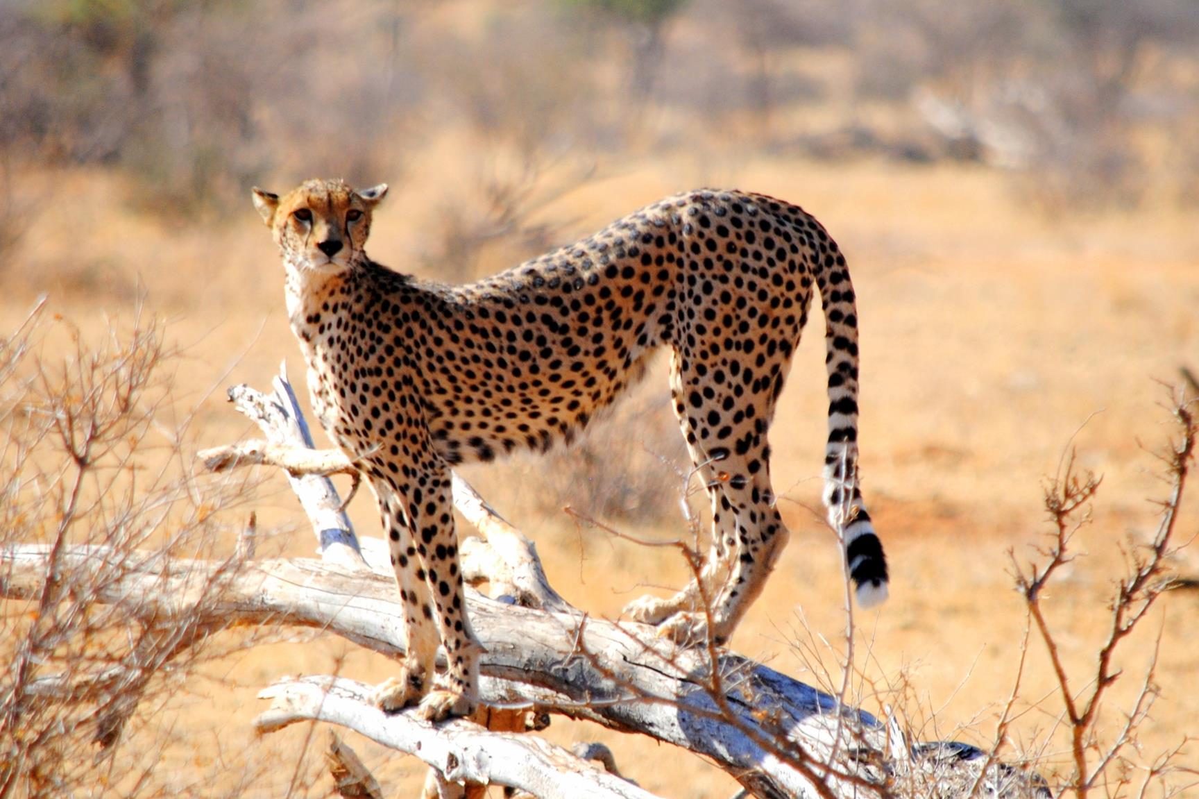 guepardo-samburu-kenya-1