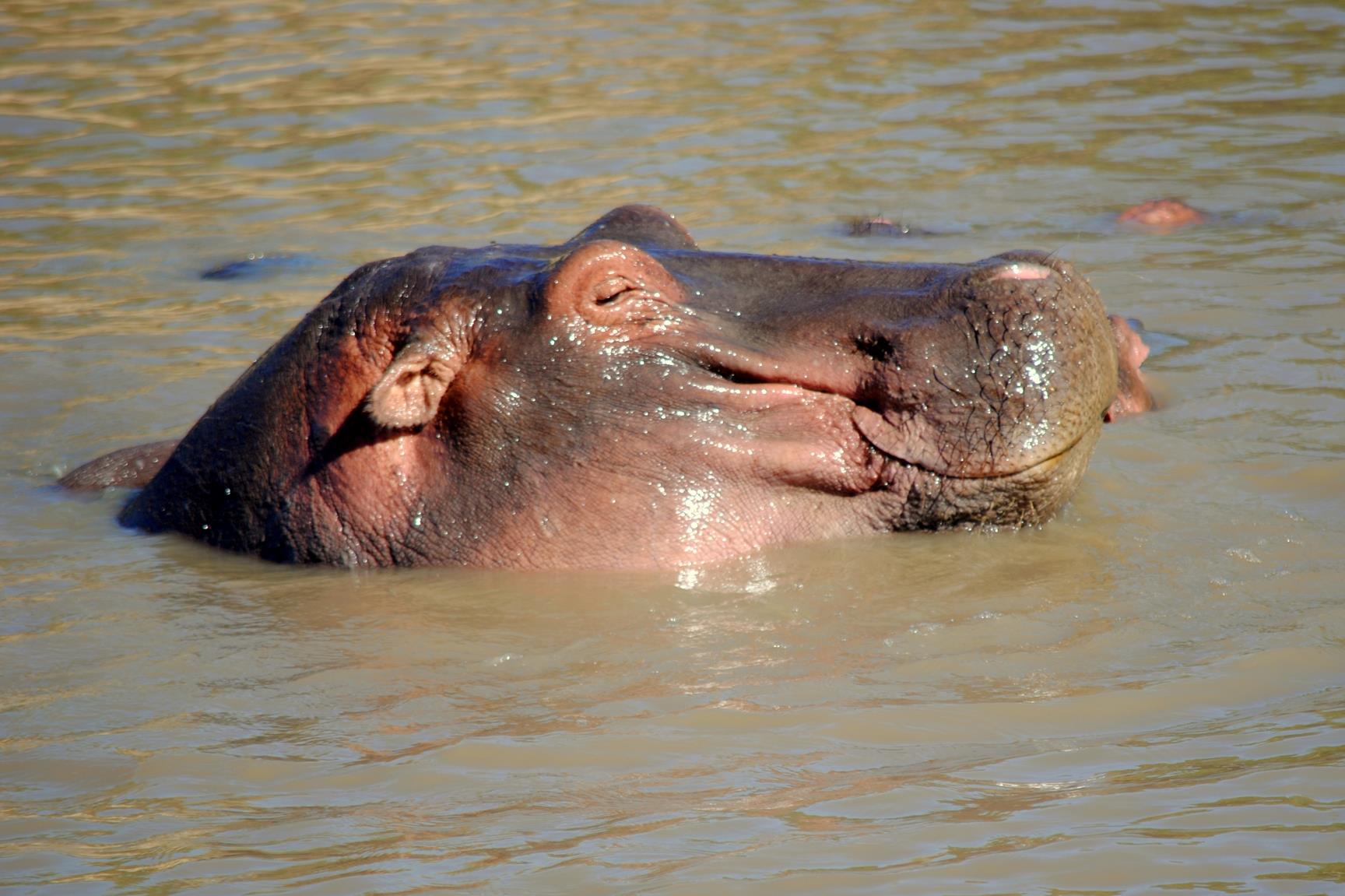 hipopotamos-masai-mara