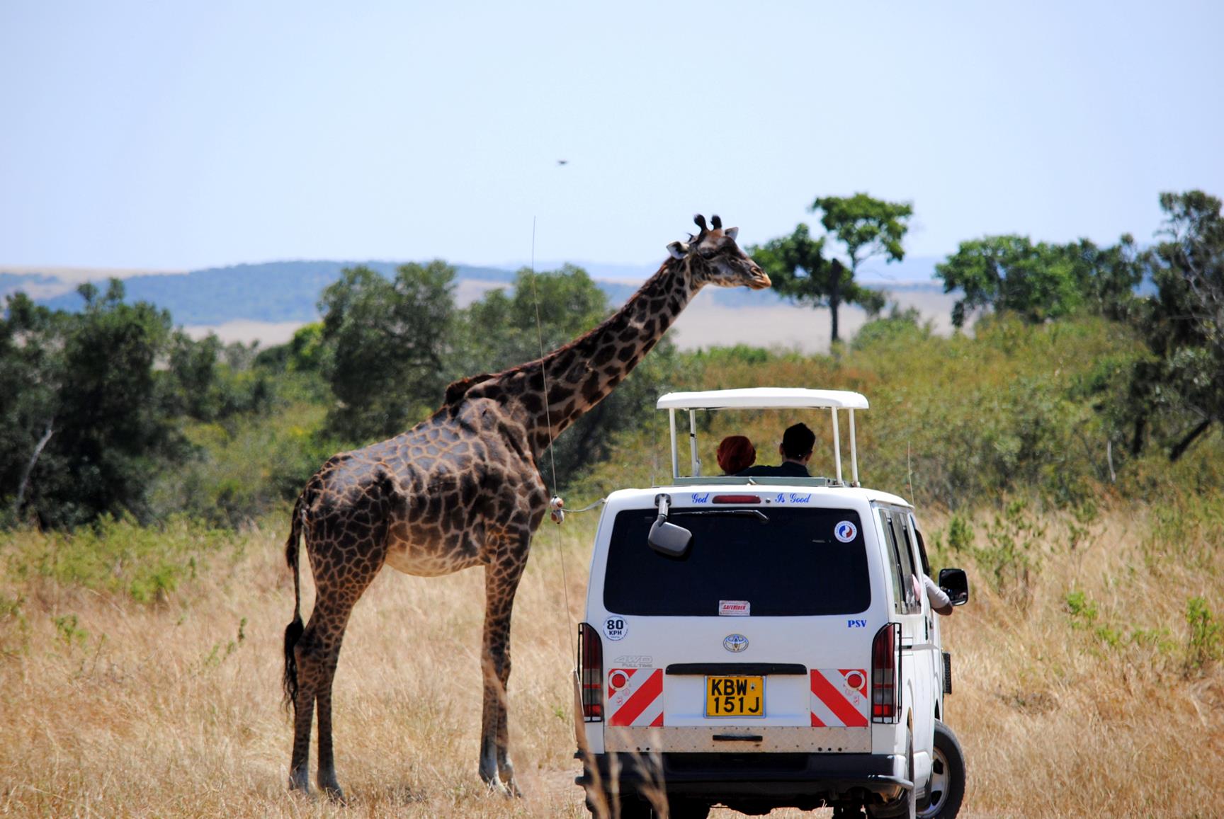 jirafas-safari-masai-mara