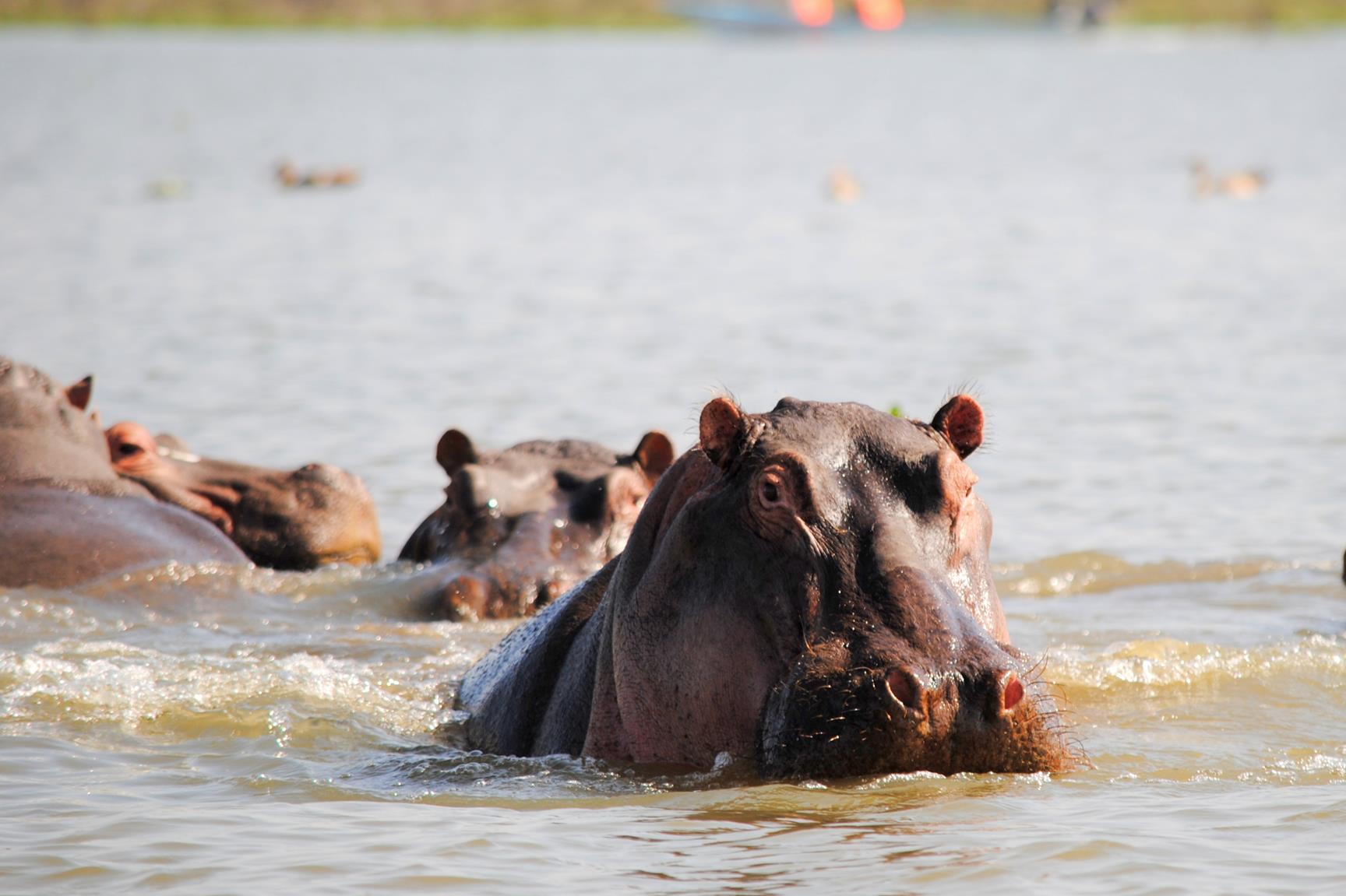 lago-naivasha-hipopotamo