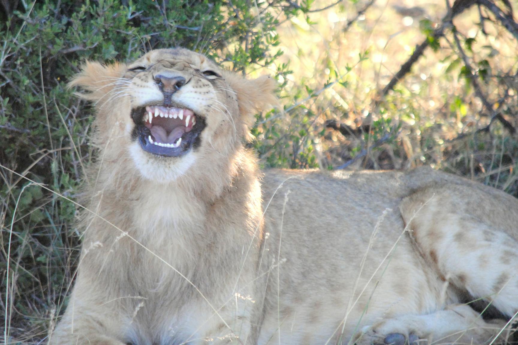 leon-cazando-masai-mara