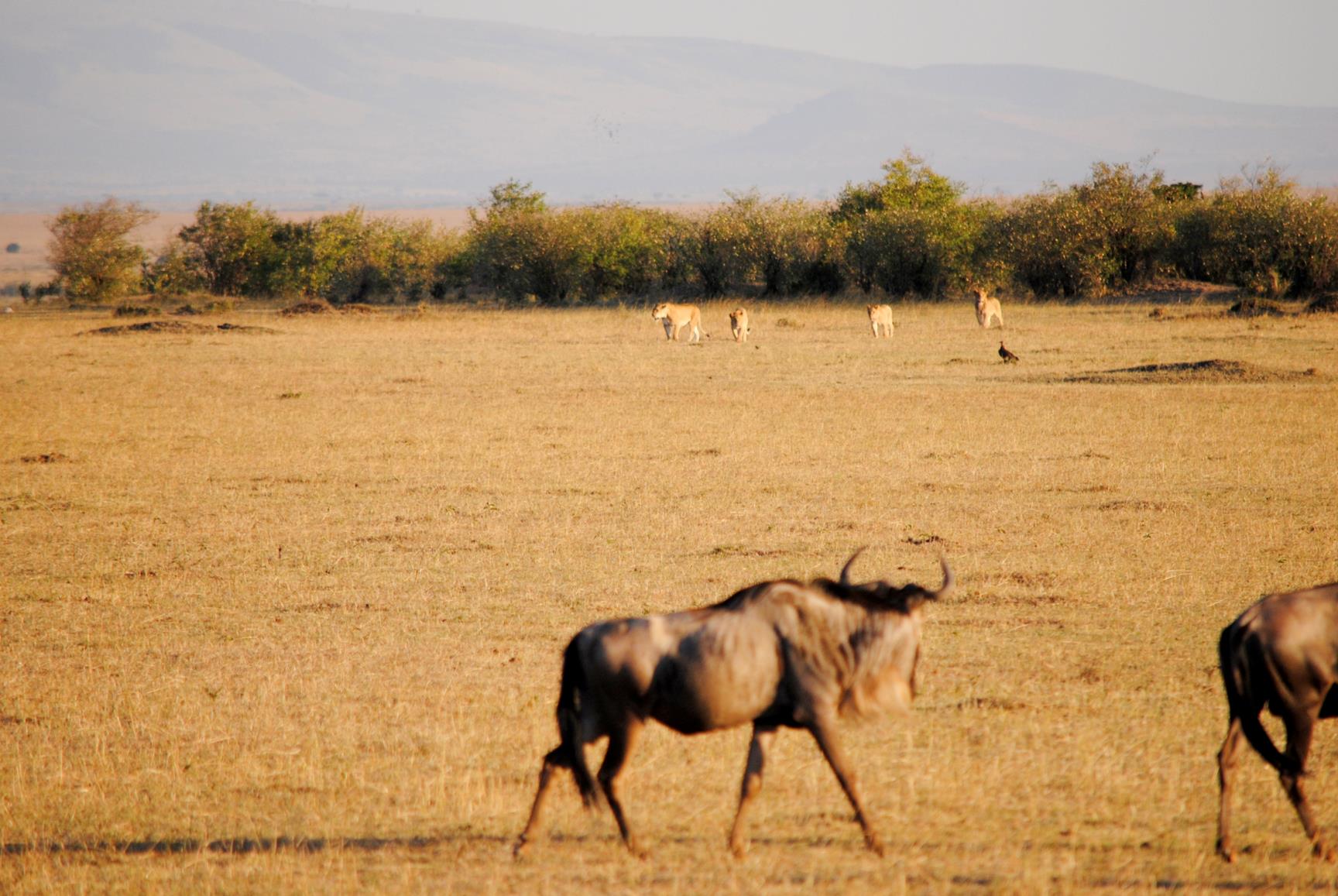 leon-cazando-masai-mara