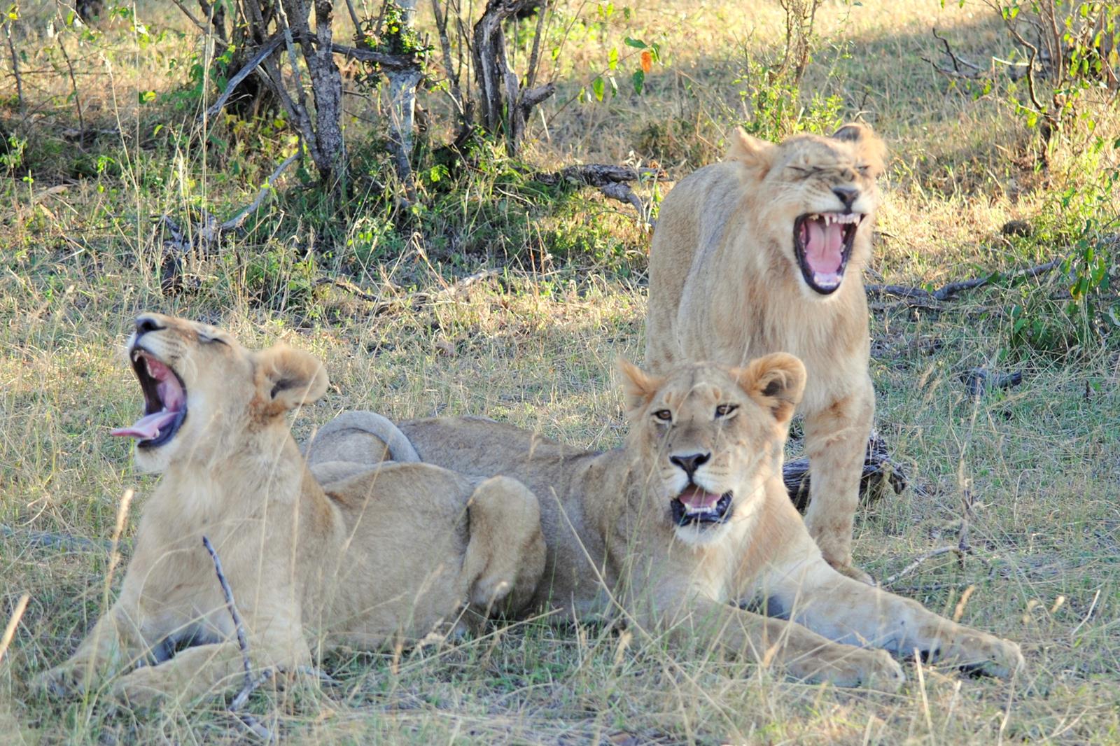 leones-masai-mara