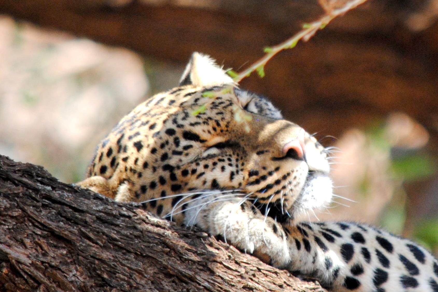 leopardo-samburu-kenya-1