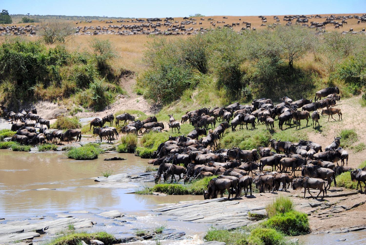 migración-ñus-masai-mara
