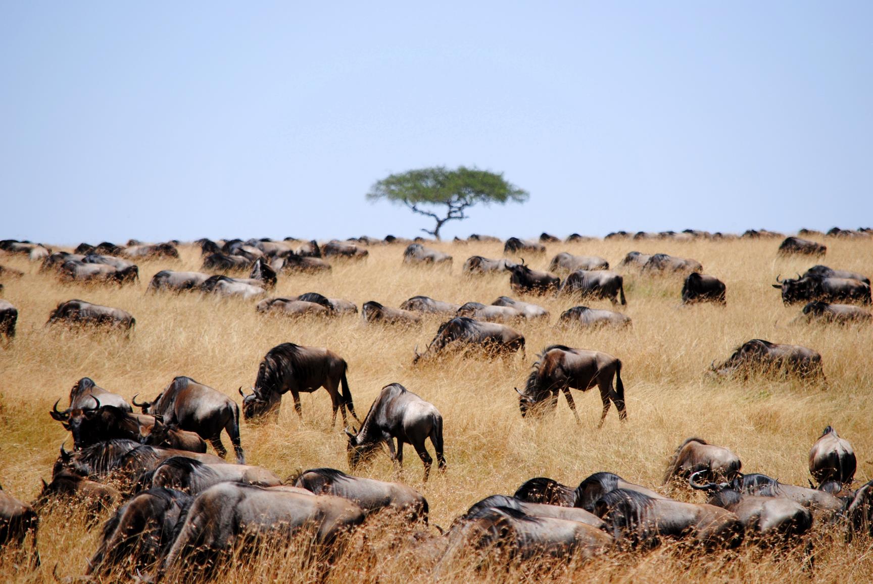 migración-ñus-masai-mara-1a