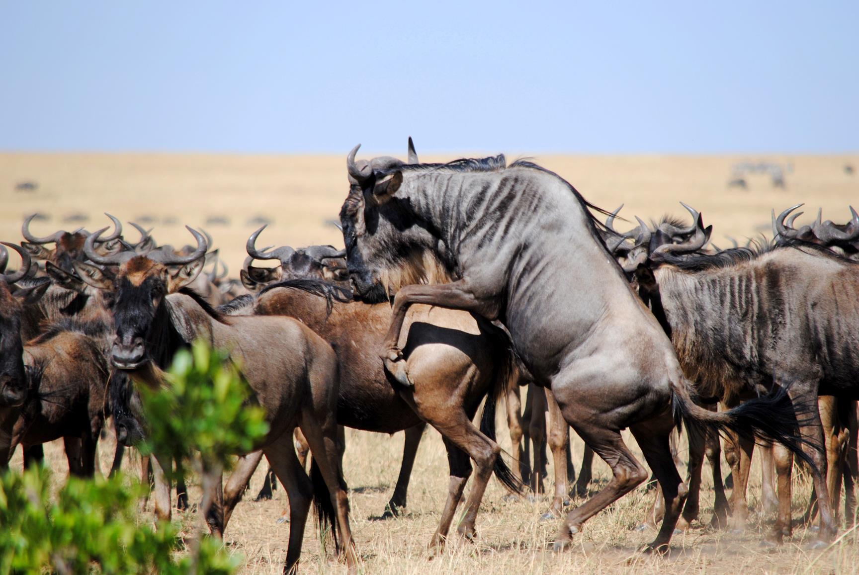 migración-ñus-masai-mara