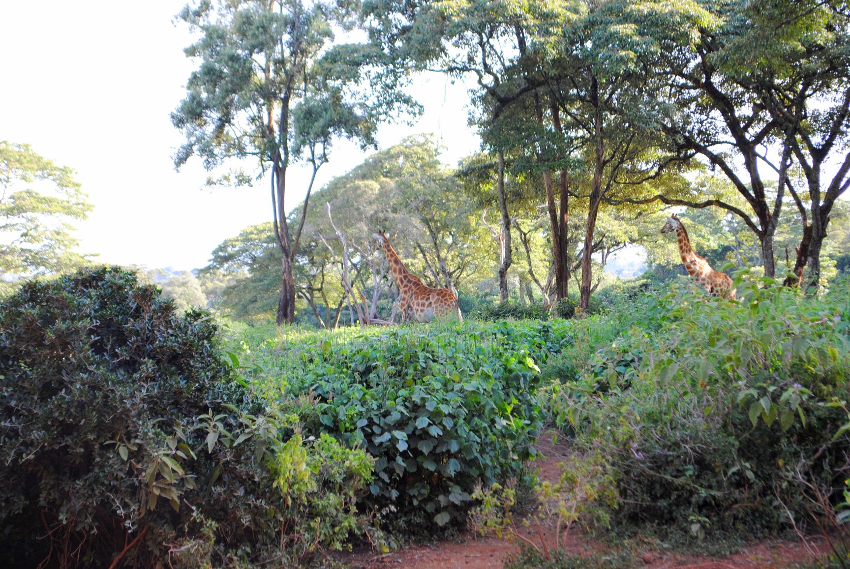 centro-jirafas-nairobi