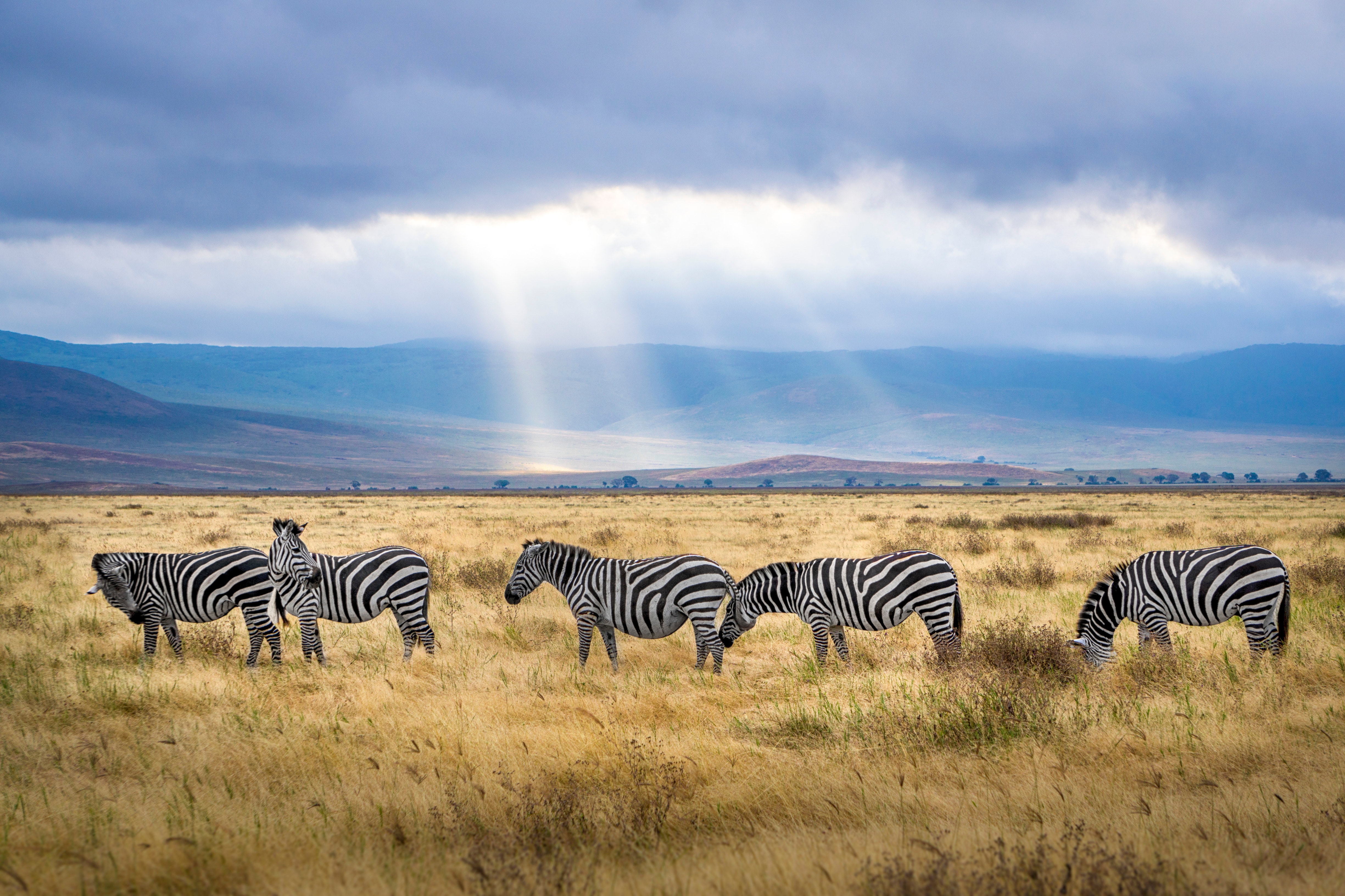 Cinco zebras alimentándose de la hierba en África en un día soleado
